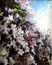 Load image into Gallery viewer, Star Jasmine Solid Perfume
